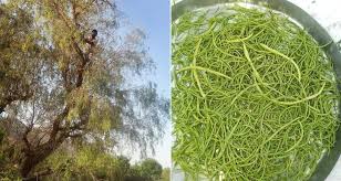 काजू बादाम से भी महंगी बिकती है ये सब्जी,खाने से मिलते है अनेकों फायदे 