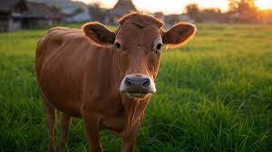 गर्भवती गाय के साथ हुई क्रूरता : सिर धड़ से अलग कर काट दिए पैर,पेट फाड़कर निकाला बछड़ा और कर दिए टुकड़े