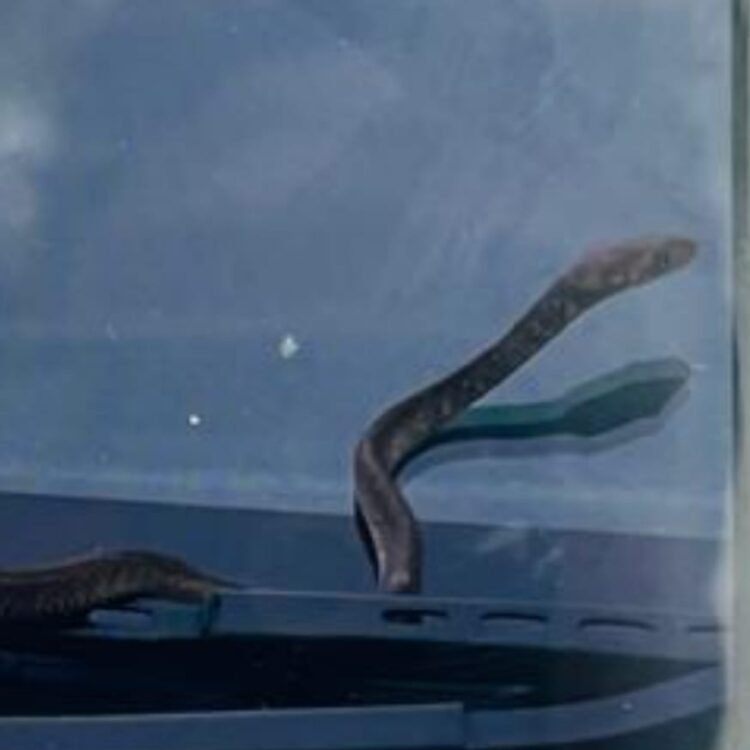 ‌जब भाजपा जिला अध्यक्ष के मोटर कार के अंदर दिखा सांप, मची अफरातफरी