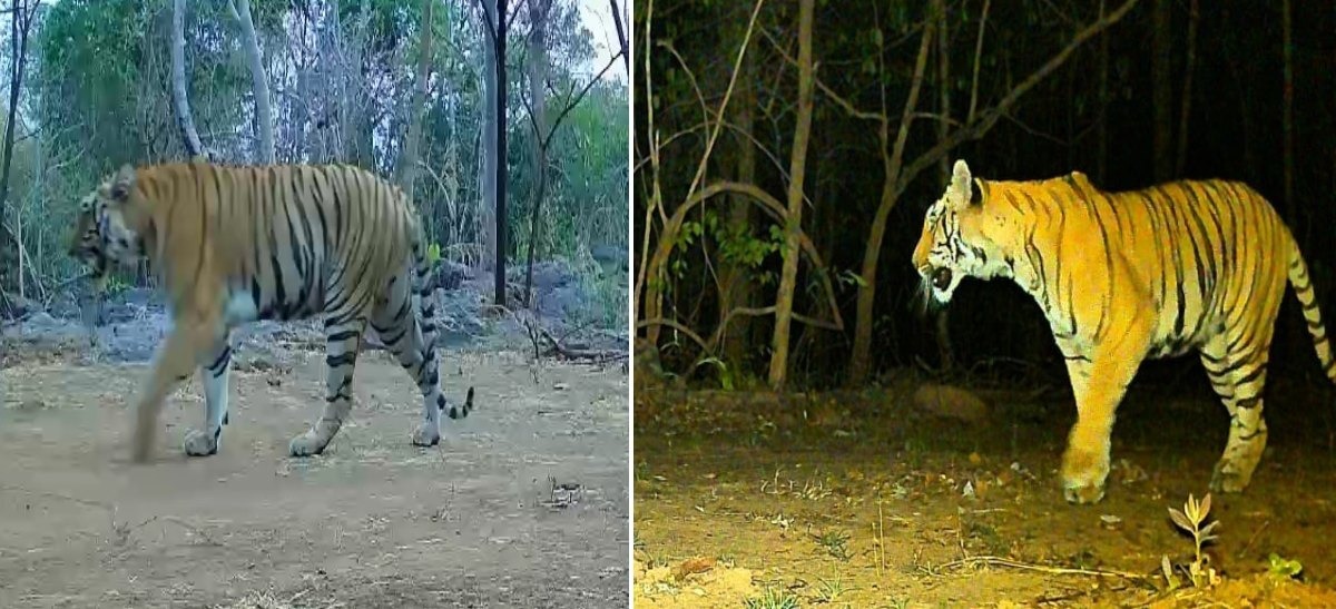  उदंती-सीतानदी में लौटी बाघिन, एक दशक बाद फिर गूंजेगी ‘जंगल की दहाड़’

