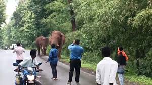 सड़क पर दिखे दो हाथी, राहगीरों ने बनाया वीडियो