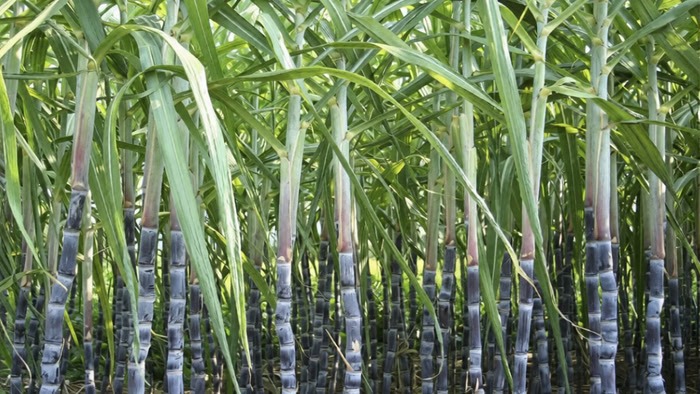 गन्ने की बुवाई का नया तरीका, किसानों की कमाई होगी दोगुनी