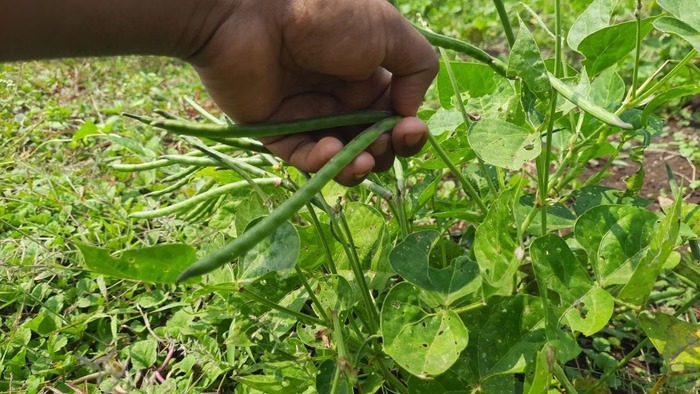 गर्मियों में करें इस फली की खेती, कम लागत में 60-70 हजार तक कमाई का मौका