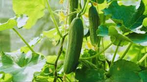  किसानों के लिए गोल्डन मौका: गर्मी में उगाएं ये फल-सब्जियां, होगी तगड़ी कमाई
