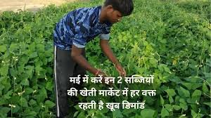 मई का महीना इन सब्जियों की खेती के लिए बेहद ही उपयुक्त,बंपर उपज के लिए जाने उन्नत किस्में