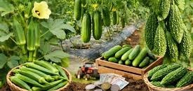 फरवरी में करें इन अगेती सब्जियों की बुवाई,मार्च-अप्रैल में होगी शानदार कमाई