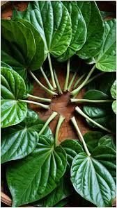 खून से यूरिक एसिड का सफाया कर देगा ये 5 रुपये में मिलने वाला पत्ता