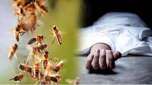 मधुमक्खियों के हमले से ग्रामीण की मौत, इलाके में हड़कंप