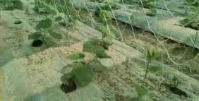 Agriculture News: उन्नत किस्म का फसल लगाकर गांव में शुरू की शिमला मिर्च, खीरा, गोभी की खेती, अब कर रहे बंपर कमाई