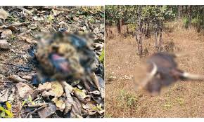 कवर्धा जिले में सड़ी- गली हालत में मिली तेंदुए की लाश, भोरमदेव अभ्यारण में दो बाइसन की मौत