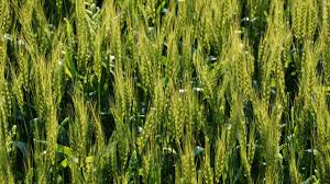 गेहूं में डाले ये 3 जरुरी खाद,एक पौधे में होंगे 100 कल्ले,होगा रिकॉर्डतोड़ उत्पादन 