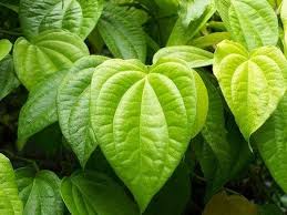 ये हरा पत्ता न सिर्फ स्वास्थ्य के लिए बल्कि खूबसूरती बढ़ाने में भी करता है मदद 