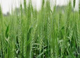 गेहूं की बालियां निकलने के बाद करें ये काम,पैदावार होगी डबल