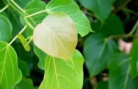 बड़े काम की चीज है ,औषधीय गुणों से भरपूर होता है पीपल का पत्ता,इन बीमारियों  में आता है काम 