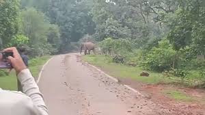  धमतरी जिले में दंतैल हाथी का मूवमेंट, वन विभाग ने 11 गांवों को किया अलर्ट