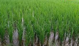 क्या धान की फसल में आप भी नमक डाल रहे हैं या फिर ऐसा करने का मूड बना चुके हैं? तो रुकिए पहले कृषि एक्सपर्ट से जाने असली सच