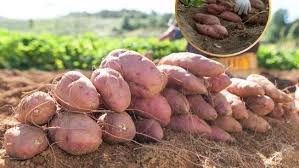 शकरकंद की खेती से किसान को हो रहा मुनाफा,जानिए कैसे करें  