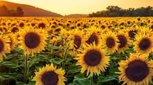 तगड़ी पैदावार का राज: सूरजमुखी में पहली सिंचाई का सही समय और विधि
