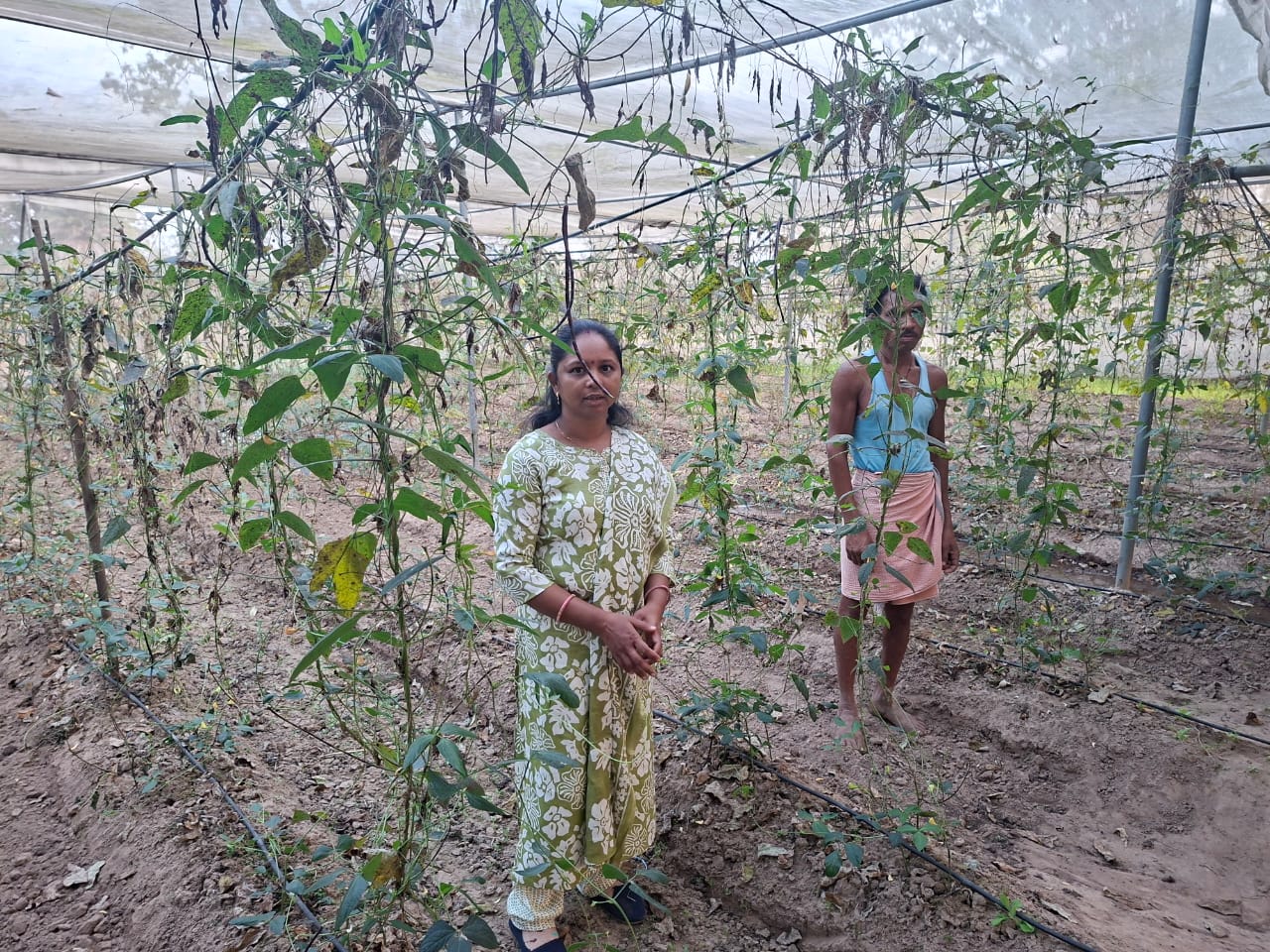 कम लागत में बेहतर उत्पादन: आधुनिक तकनीक से बढ़ा सब्जी का उत्पादन