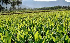  कम लागत में अधिक मुनाफा,पारंपरिक छोड़ ऑर्गेनिक खेती अपनाएं 