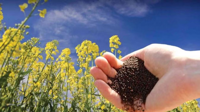 किसानों के लिए आय में वृद्धि का नया अध्याय पीएम-आशा योजना