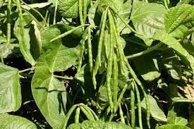 धान की जगह शुरू की उड़द की खेती,किसान कर रहे अच्छी-खासी कमाई