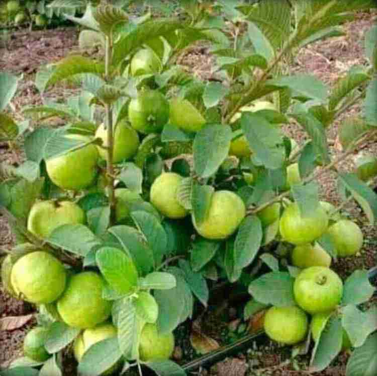 इन पत्तों में इतने चमत्कारी गुण है,जो किसी संजीवनी से कम नहीं..