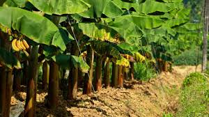 किसानों के लिए सुनहरा मौका: इस तरीके से करें केले की खेती, मिलेगी बंपर पैदावार