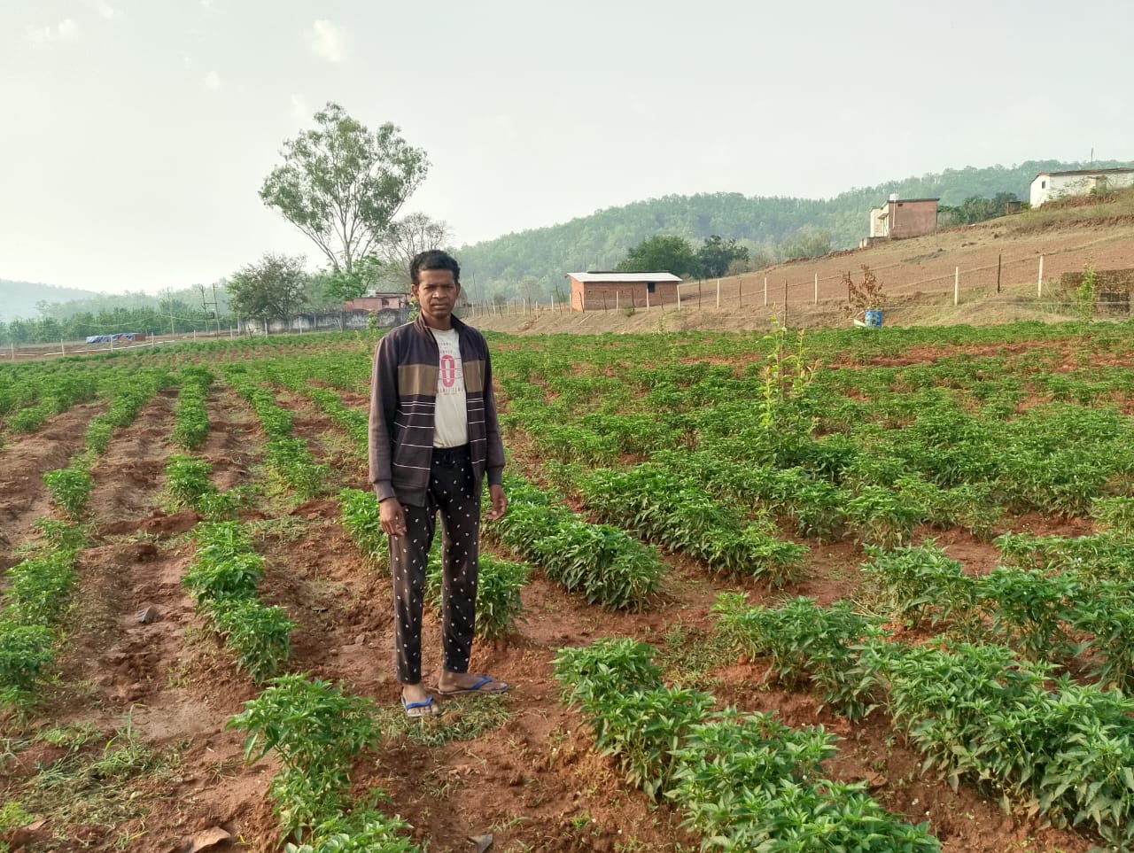 मिर्च उत्पादन से बढ़ा किसानों का मुनाफा