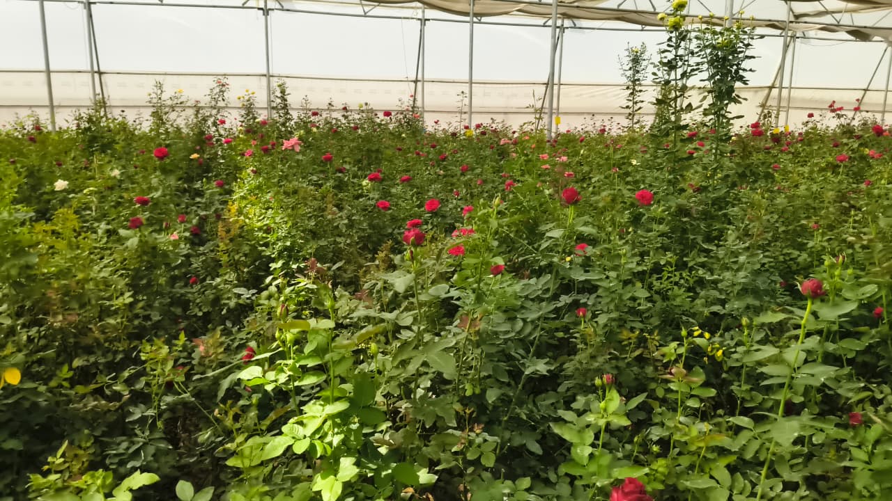 गुलाबों से महकती सफलता: सूरजपुर के किसान की प्रेरक कहानी