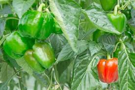 गमले में उगाएं शिमला मिर्च,अपनाएं ये आसान टिप्स