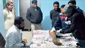 जिंदा पैंगोलिन के साथ ओडिशा के दो तस्कर गिरफ्तार,एंटी पोचिंग टीम की बड़ी कार्रवाई