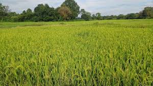 छत्तीसगढ़ में मौसम बढ़ा सकता है किसानों की चिंता