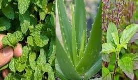 सेहत का पावरहाउस! घर पर लगाएं ये तीन सुपर हर्बल पौधे, कम देखभाल में भी गार्डन को बनाएं खास