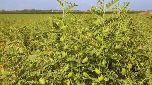 घने कोहरे से चने की फसल पर बढ़ा कीटों का खतरा,एक्सपर्ट के इन उपायों पर अमल करें किसान