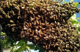 धमधा में मधुमक्खी हमले का कहर, एक महिला की मौत, सात ग्रामीण घायल