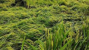 जानिए कब करें धान की कटाई? इन गलतियों से बचें
