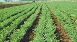 Chana Cultivation: ज्यादा पानी की जरूरत नहीं, चने की खेती में पटवन का समय है सबसे अहम