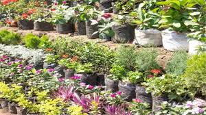 नर्सरी के लिए सरकार दे रही ₹10 लाख, जानें आवेदन का पूरा प्रोसेस