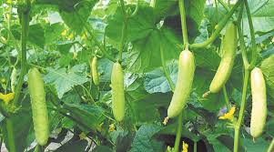 इस तरीके से करें खीरा की खेती, चार गुना होगा लाभ