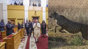 प्रधानमंत्री नरेंद्र मोदी...नामीबिया और चीता में क्या कुछ खास रिश्ता,जानें दिलचस्प कहानी