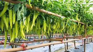 मिर्च की खेती कैसे करें जिससे हो ज्यादा फुनाफा,पढ़े खबर 