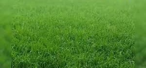 Paddy Farming Tips : धान के पौधे हो गए बौने या फिर झंडे की तरह लंबे? तों तुरंत करें इस दवा का छिड़काव