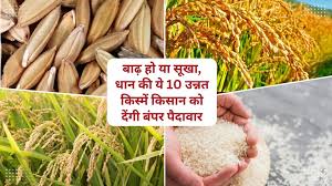 चाहे सूखा हो या बाढ़ वाला इलाका, ये धान की 10 उन्नत किस्में देंगी किसान को बंपर पैदावार