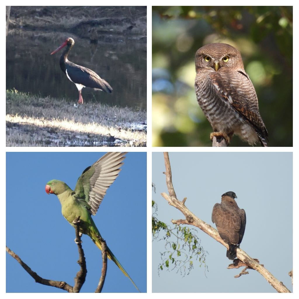 200 से अधिक पक्षी प्रजातियाँ दर्ज, 11 राज्यों से पहुँचे प्रतिभागी : वन मंत्री केदार कश्यप ने बताया पक्षियों के संरक्षण हेतु महत्वपूर्ण पहल