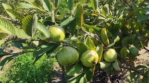 अमरूद की खेती से ऑफ-सीजन में तगड़ा मुनाफा, अप्रैल में करें ये एक काम और बढ़ाएं कमाई