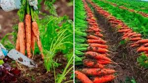 गाजर की अगेती खेती किसानों के लिए कम लागत में ज्यादा मुनाफा कमाने का बेहतरीन विकल्प