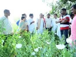 दुर्ग में अफीम की खेती का भंडाफोड़,भूपेश बघेल ने बीजेपी पर दागे ताबड़तोड़ सवाल