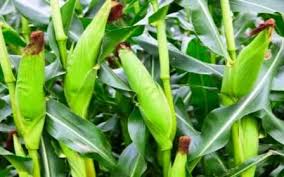 स्वीट कॉर्न की खेती: कम समय, ज्यादा लाभ..जानिए जरूरी टिप्स