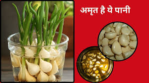 शरीर के लिए अमृत है ये पानी,सुबह की शुरुआत लहसुन पानी से करें, फिर देखें कमाल  